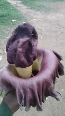Amorphophallus paeoniifolius