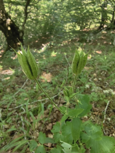 Aquilegia dumeticola, photograph 5