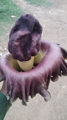 Amorphophallus paeoniifolius