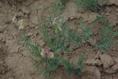 Linaria schirvanica
