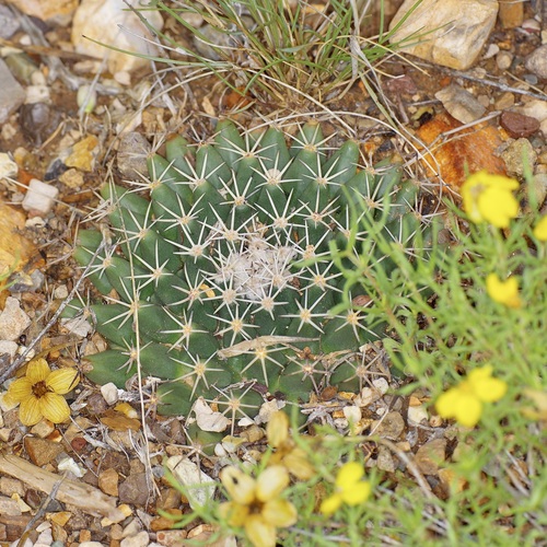 little nipple cactus