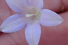 Prismatocarpus brevilobus