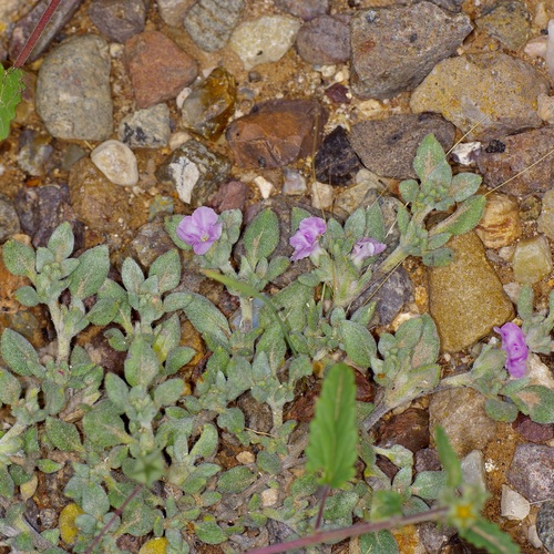 Shrubby Tiquilia