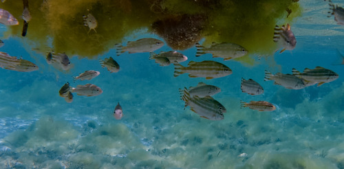 Largescale Grunter