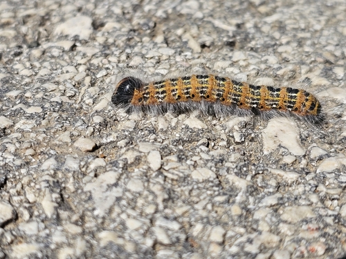 Buff-tip