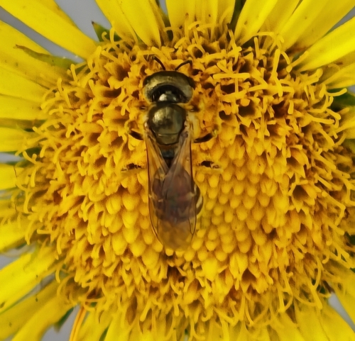 Coppery Metallic-Furrow bee