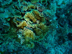 Echinophyllia patula