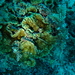 Echinophyllia patula
