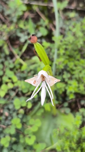 Single Leaved Habenaria