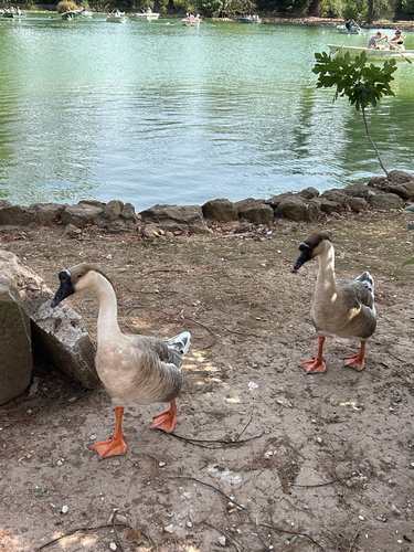 Swan Goose
