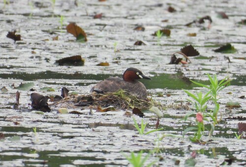 iNaturalist image
