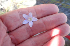 Prismatocarpus brevilobus