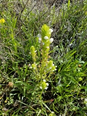 Castilleja rubicundula rubicundula