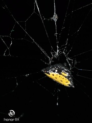 Gasteracantha cancriformis