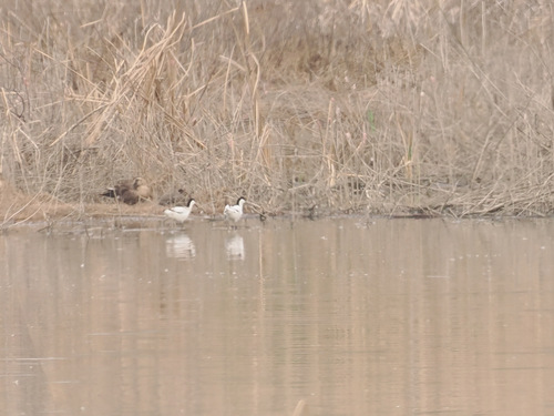 iNaturalist: (c) 小铖/Smalltown, some rights reserved (CC BY-NC), uploaded by 小铖/Smalltown iNaturalist image