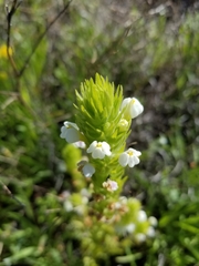 Castilleja rubicundula rubicundula