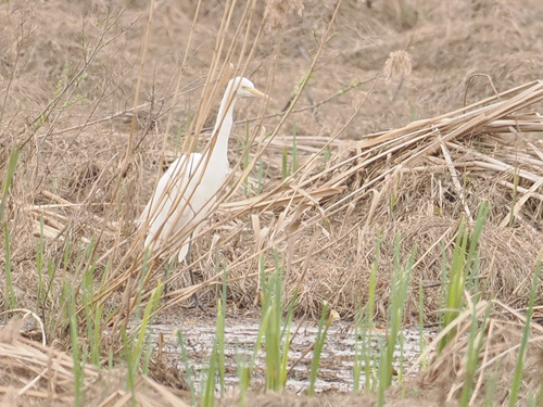 iNaturalist image