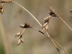 Carex praticola