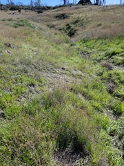 Castilleja rubicundula rubicundula