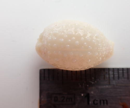Cypraea nucleus observed 2026-06-09