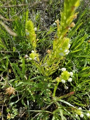 Castilleja rubicundula rubicundula
