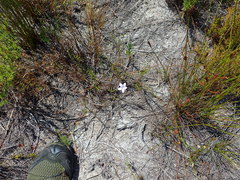 Prismatocarpus brevilobus