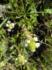 Castilleja rubicundula rubicundula