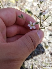 Hesperolinon congestum