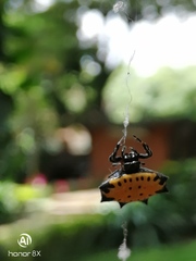 Gasteracantha cancriformis