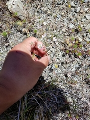 Hesperolinon congestum