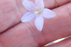 Prismatocarpus brevilobus