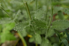 Eupteryx decemnotata