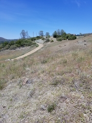 Hesperolinon congestum