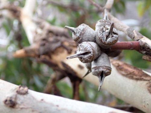 Eucalyptus cornuta