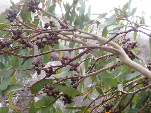 Eucalyptus cornuta, photograph 1