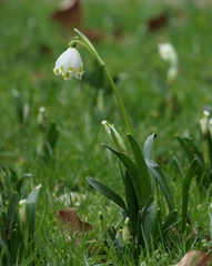 Leucojum vernum