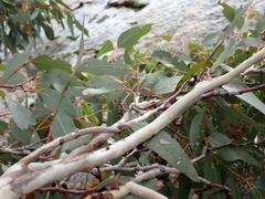 Eucalyptus cornuta, photograph (c) Em Lamond, some rights reserved (CC BY)