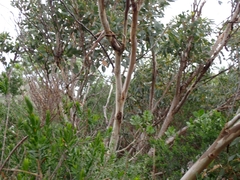 Eucalyptus cornuta, photograph (c) Em Lamond, some rights reserved (CC BY)