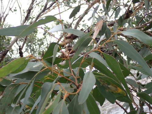 Eucalyptus cornuta, photograph 4