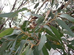 Eucalyptus cornuta, photograph (c) Em Lamond, some rights reserved (CC BY)