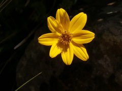 Bidens andicola