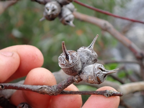 Eucalyptus cornuta, photograph 5