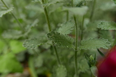 Eupteryx decemnotata