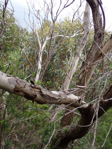 Eucalyptus cornuta, photograph 6