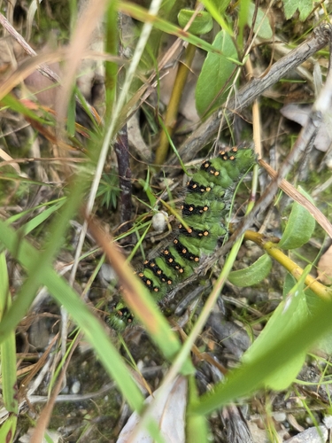 Small Emperor Moth