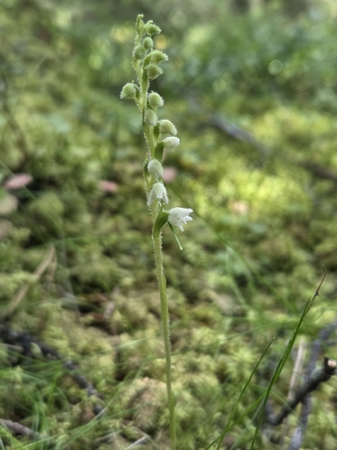 lesser rattlesnake plantain