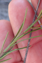 Prismatocarpus brevilobus