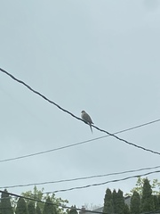 Zenaida macroura carolinensis