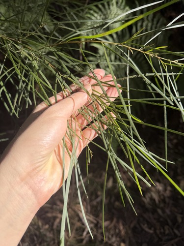Acacia longissima, photograph 6