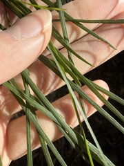 Acacia longissima, photograph (c) Toby Jin, some rights reserved (CC BY)